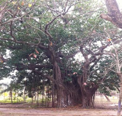 Qué edad tendrá el árbol del bikini y el del parque Ciriaco Vázquez xeu noticias veracruz