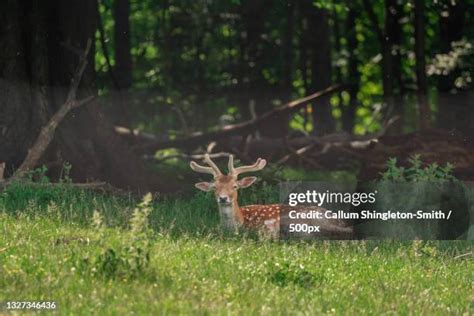 48 Weald Country Park Stock Photos, High-Res Pictures, and Images - Getty Images