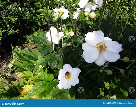 Beautiful White Japanese Anemone Flowers. Stock Image - Image of beautiful, europe: 164170583