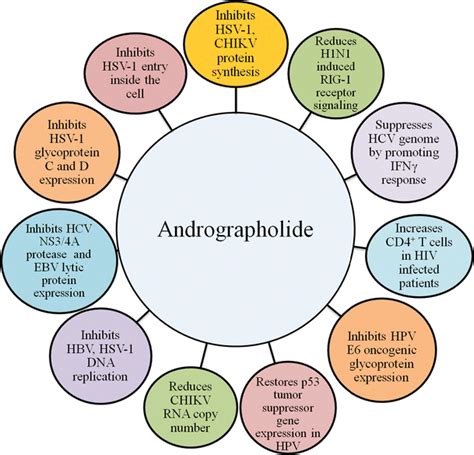 Effects Of Andrographolide On The Immune System And Virus Entry And