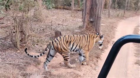 Bandhavgarh National Park Amazing Tiger Sighting Youtube