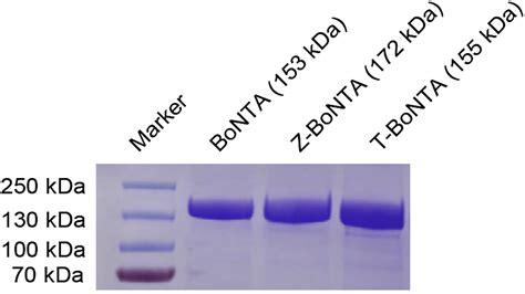 Cell Press Star Protocols