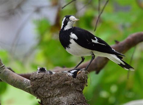 Good news for Mr and Mrs Pee Wee | BIRDS in BACKYARDS