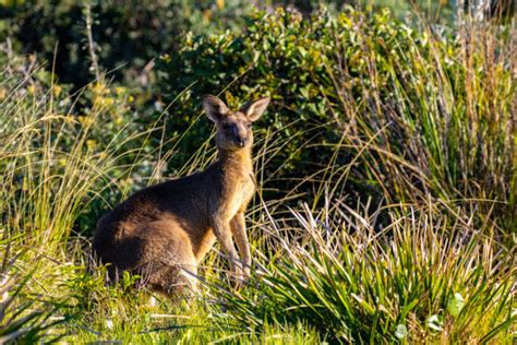 150+ Kicking Kangaroo Stock Photos, Pictures & Royalty-Free Images - iStock