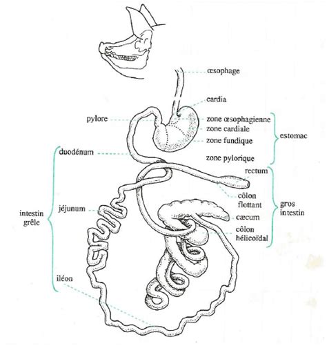 Chapitre Digestion Des Aliments Principes De La Formulation Des