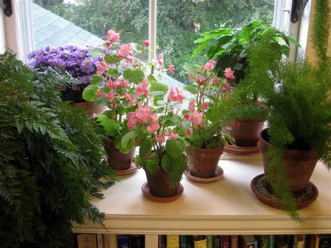 Tips on How to Care For Your Plants During Winter - The Prepper Journal