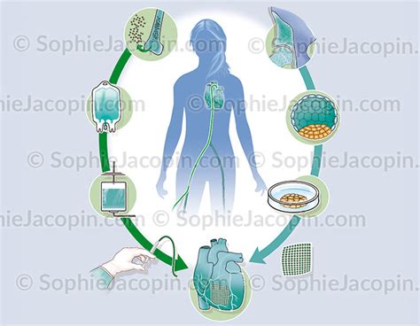 Nouveautés Illustrations Scientifiques Sophie Jacopin