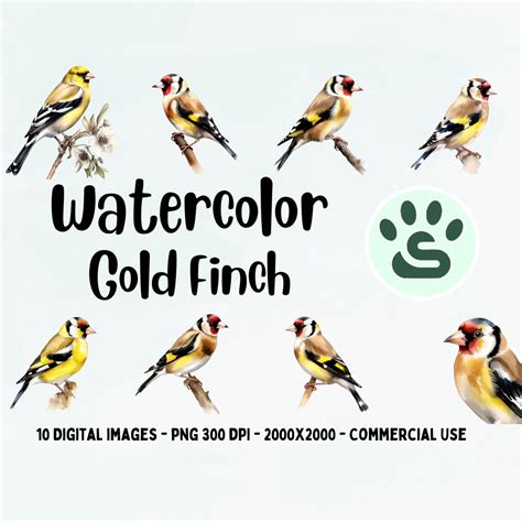 Gold Finch PNG Gold Finch Bird Cute Colorful Bird PNG Watercolor Finch