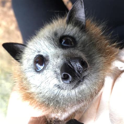 Flying Fox bat | Fox bat, Cute bat, Cute animals