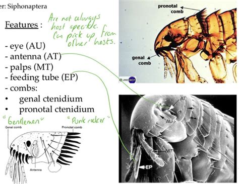 Parasitology Fleas Flashcards Quizlet