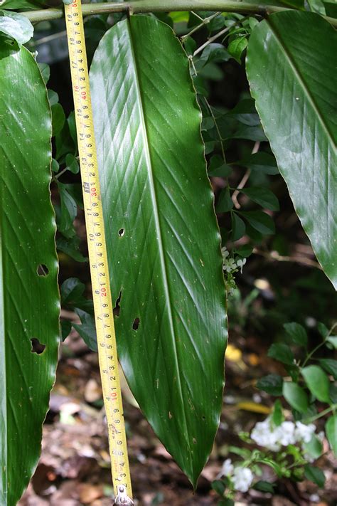 Alpinia Cumingii Zingiberaceae Image At Phytoimages Siu Edu