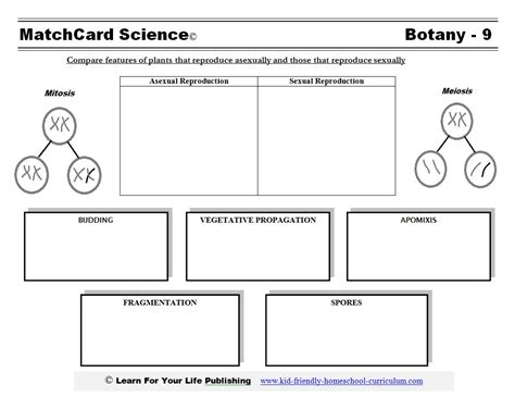 Asexual Reproduction In Plants Ks2 Worksheets