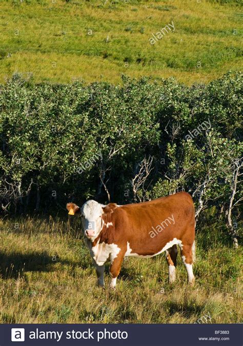 Livestock Animal Hi Res Stock Photography And Images Alamy