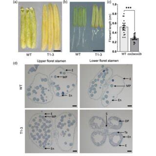 Morphological Comparison Of Anthers Between Wild Type WT And Coi2a