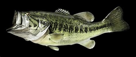 largemouth bass fish mount  fish replicas coast  coast