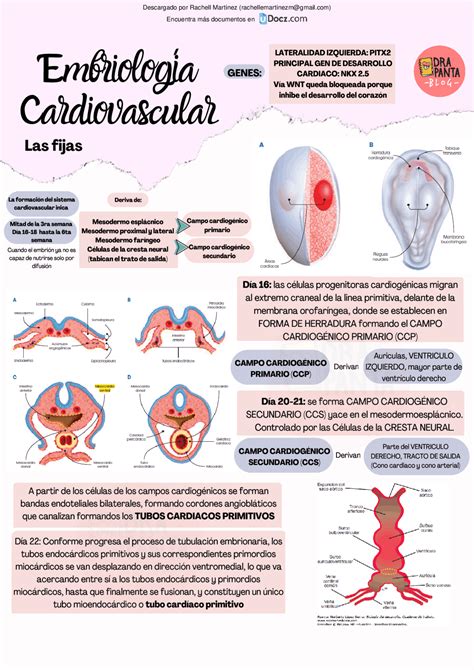 Resumen De Embriologia Cardiovascular Res Menes De Anatom A Docsity