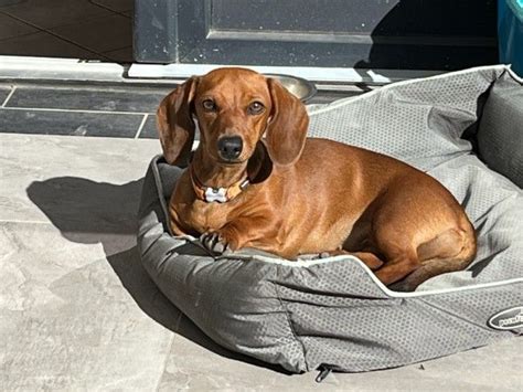 Chien Teckel Poil Ras Sushi De La Clairiere Aux Cerfs