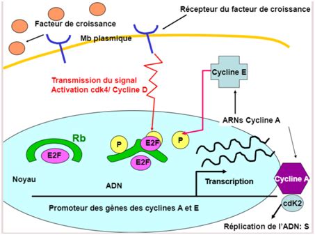 UE2 Le Cycle Cellulaire Cartes Quizlet