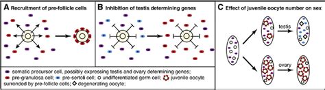 Models Depicting Germ Line Control Of Sex Determination In Zebra Fi Sh