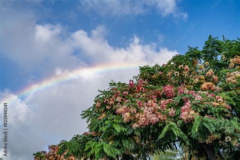 Rainbow With Cassia Nealiae Ainbow Shower Tree Is A Hybrid Cross