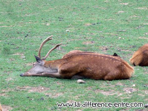 Quelle Est La Difference Entre Cerf Et Chevreuil