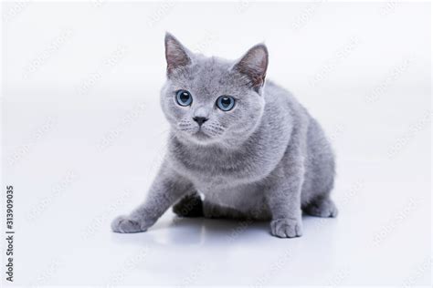 Funny Large Tabby Cute Kitten With Beautiful Big Blue Eyes Pets And