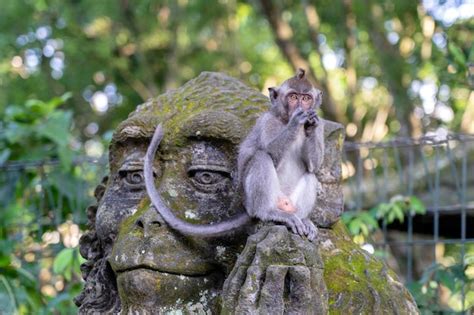 Retrato De Um Macaco Sentado Em Uma Escultura De Pedra De Um Macaco Na