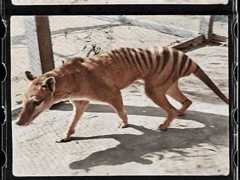 'Remarkable' colourised footage of last surviving Tasmanian tiger