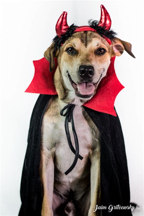 Disfraces Para Perros Ideas Para Disfrazar A Tu Perro En Halloween