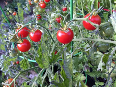 When To Plant Tomatoes In Seattle - Plant Ideas