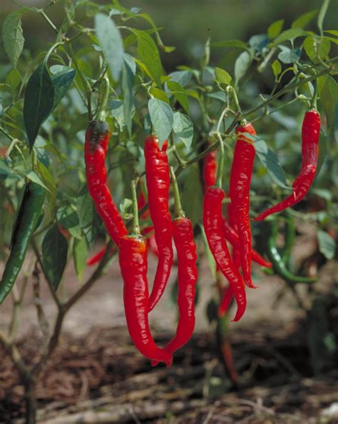 Capsicum L Plants Of The World Online Kew Science