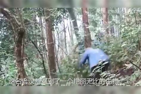 6旬老人无意中发现“凤凰”，守护4年，专家看后大喜：太珍贵了 凤凰 大喜 守护