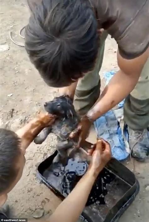 Stray Dog Begs Animal Rescuers To Save Her Puppy After It Fell Into