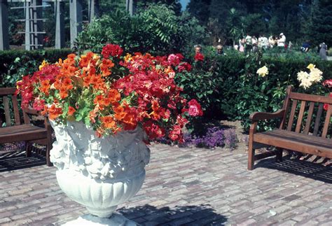 Tropaeolum majus - City of Vancouver Archives