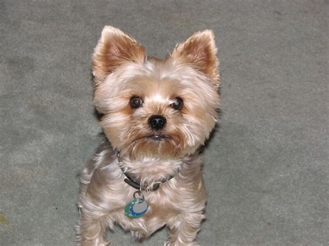 Yorkie Names – 330 Adorable Yorkie Dog Name Ideas - PetPress