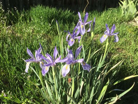 Iris Missouriensis Rocky Mountain Iris Hohnholz Lakes Seeds