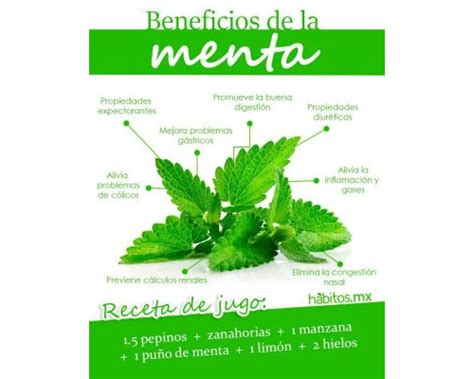 Fichas De Plantas Medicinales 2024 ️ Descarga 100 Gratuita