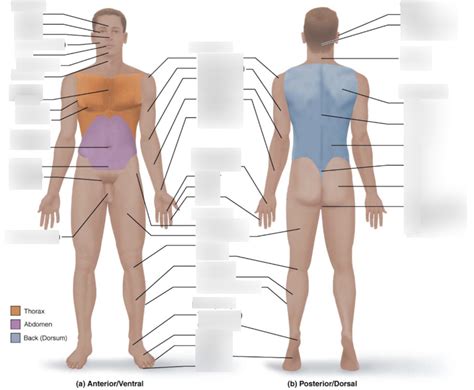 Full Body Diagram Diagram | Quizlet