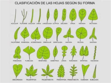 Tipos de hojas Clasificación e imágenes