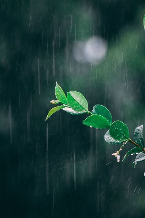 HD Rain Wallpaper Explore more Atmospheric Water, Fall, Hydroelectric, Rain, Romanric wallpaper ...