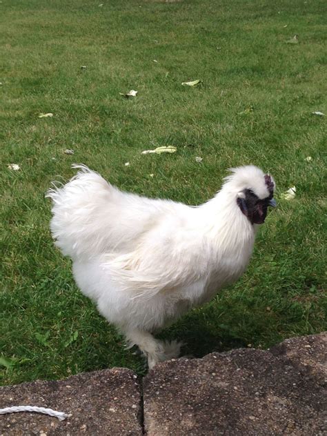 Mean silkie rooster | BackYard Chickens - Learn How to Raise Chickens