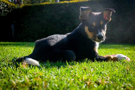 Kelpie Dog – Everything you need to know - Prefurred