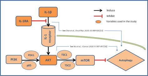 Postulated Relationship Between Il 1βil 1ra Axis And Autophagy