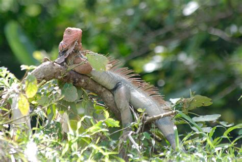 PALO VERDE NATIONAL PARK TOUR – Oxygen CR Travel