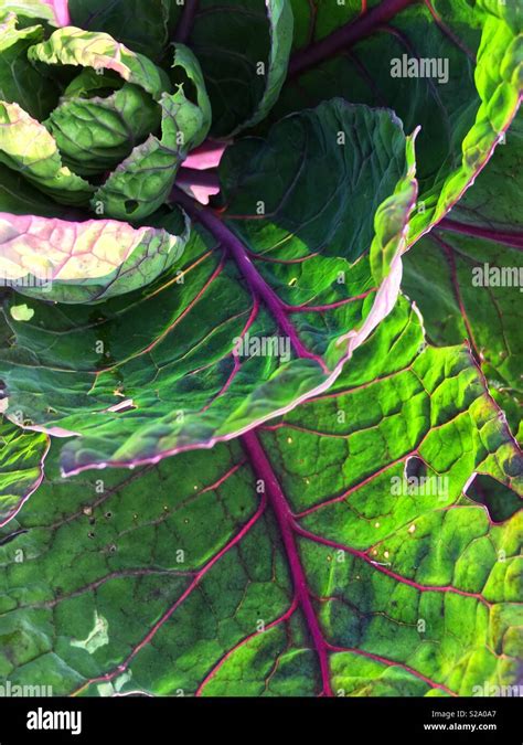 Red Cabbage Plant Stock Photo Alamy