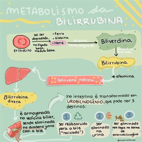 Fases Do Metabolismo Da Bilirrubina 2