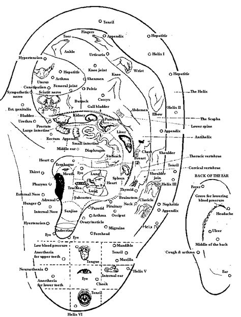 Ear Piercing Chart For Health And Acupuncture