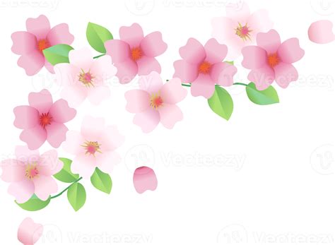 Sakura Cherry Blossoms Border 16384244 PNG