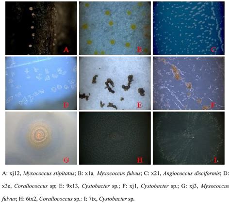 Morphological characteristics of myxobacterial fruiting bodies ...