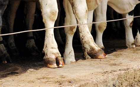 Cattle Footbath Methods Improve Your Dairy Footbaths